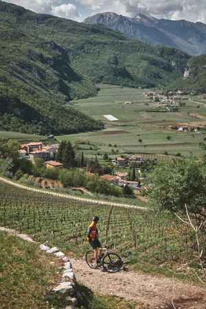 Vineyards